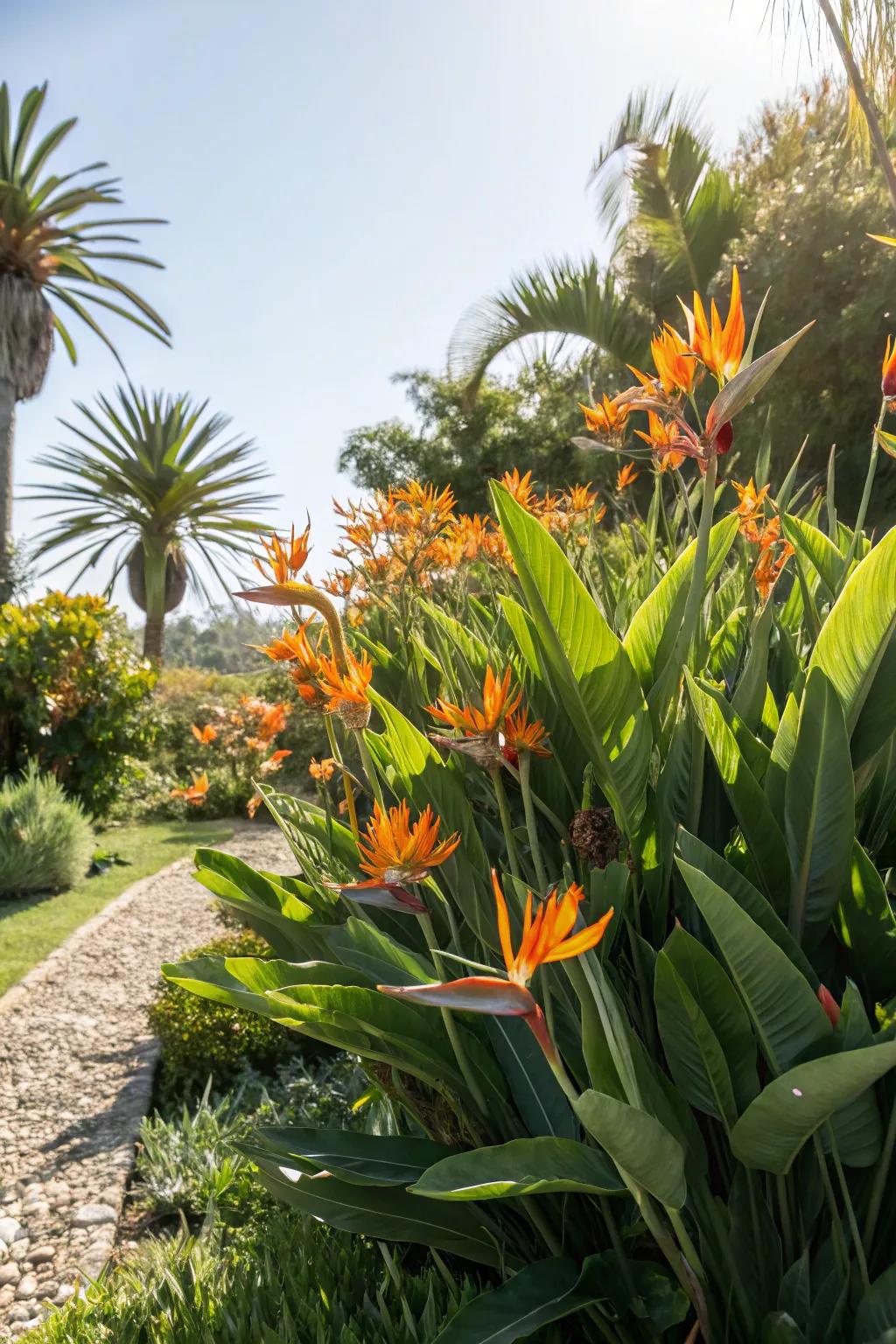 A sunny corner becomes a tropical retreat with Bird of Paradise clusters.