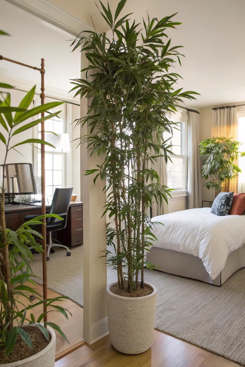 Tall plants elegantly divide your space.