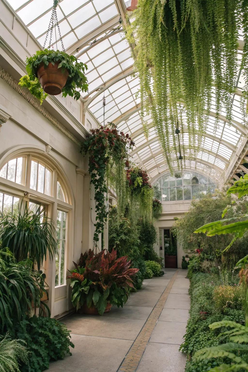 Hanging plants adding a whimsical touch to a conservatory.