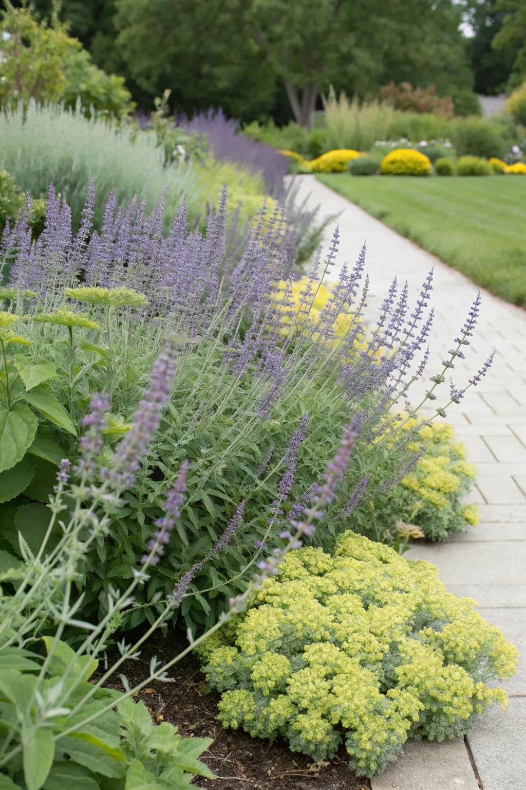 A surprising garden pairing with Russian sage and sedum.