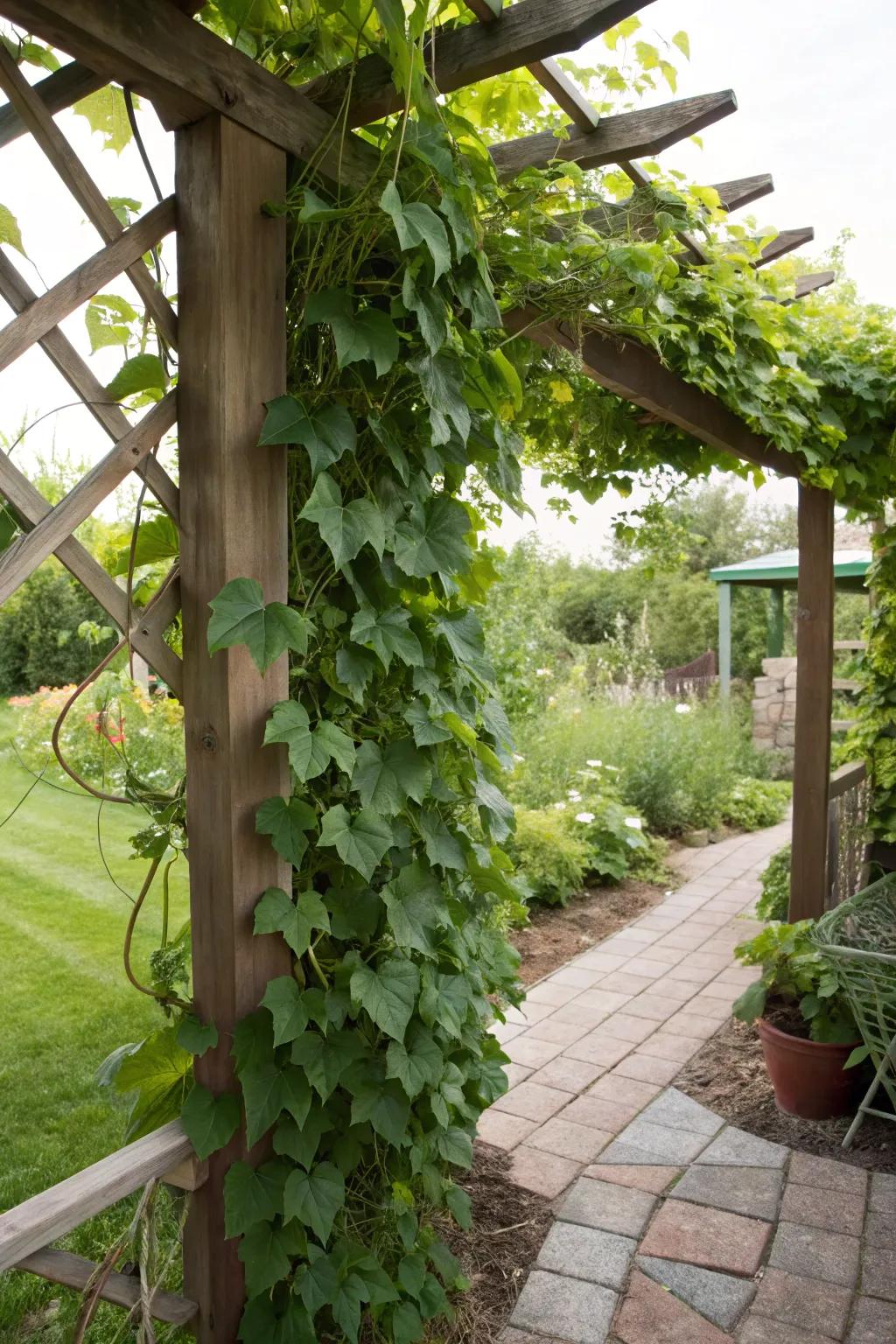 A trellis covered with vibrant vines adding privacy and color.