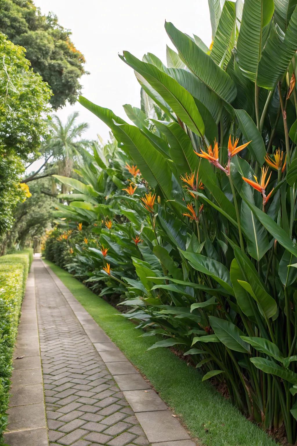 Add privacy and beauty with a Bird of Paradise screen.