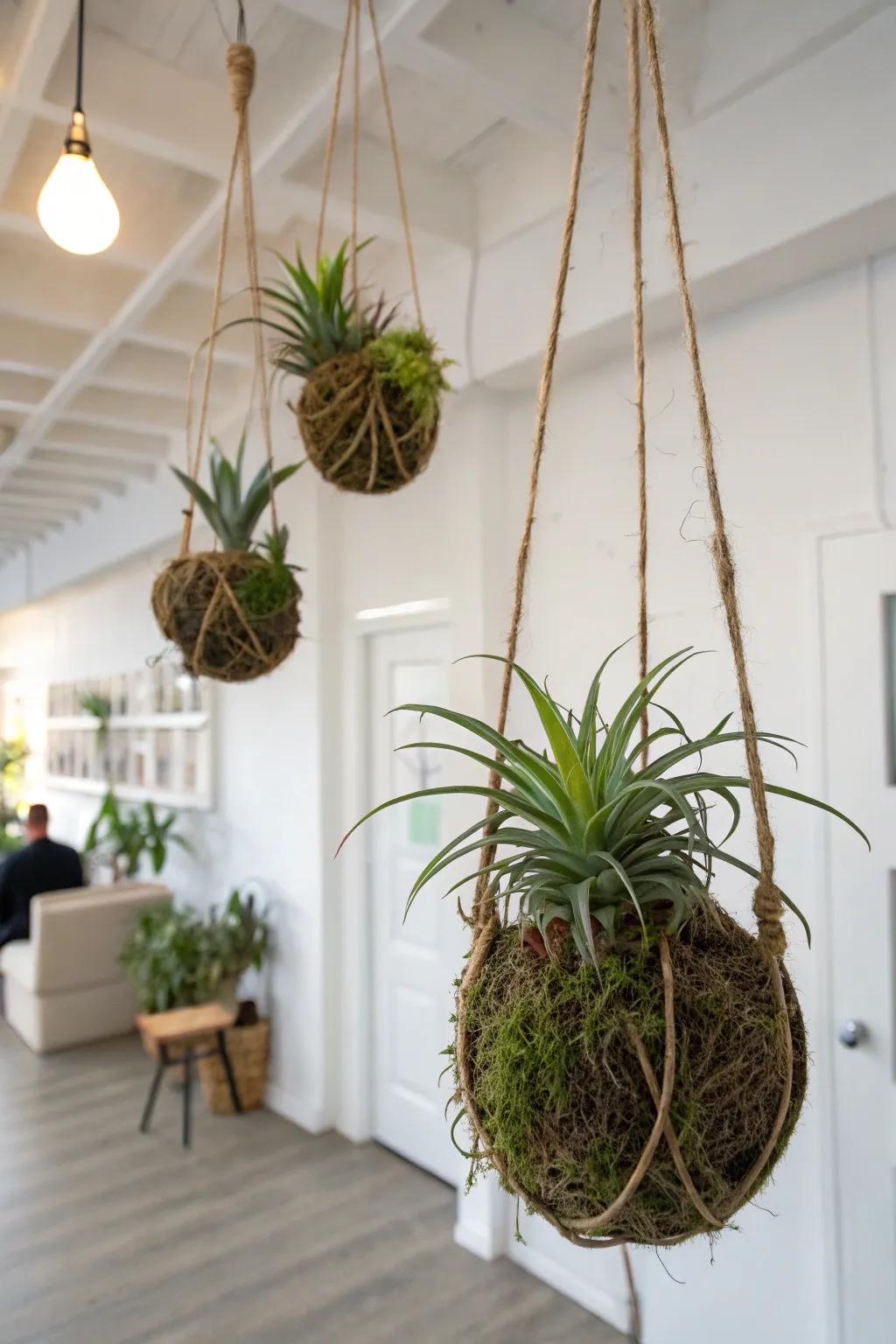 Elegant kokedama air plants hanging in a serene setting.