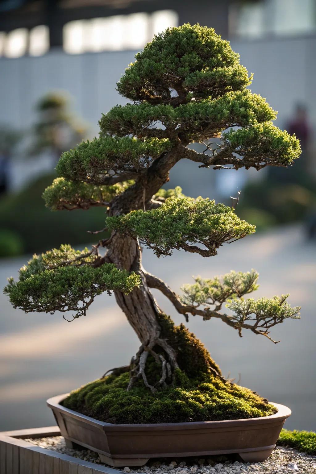 A multi-apex juniper bonsai presenting a mountain-like silhouette.