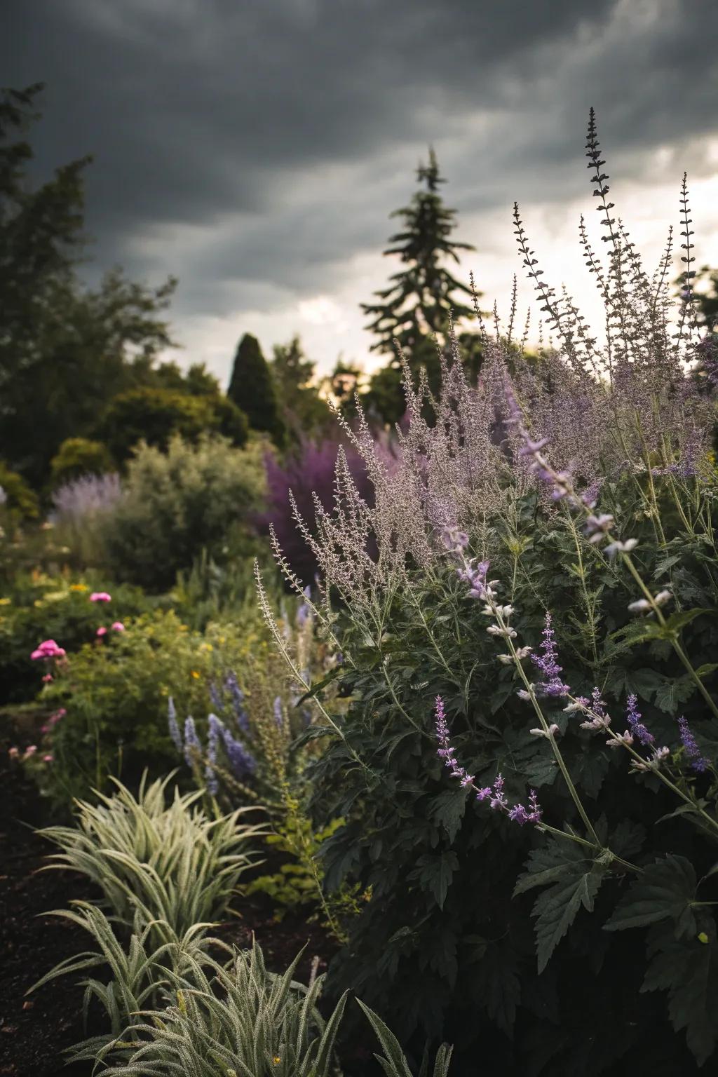 A moody garden with Russian sage and dark foliage.