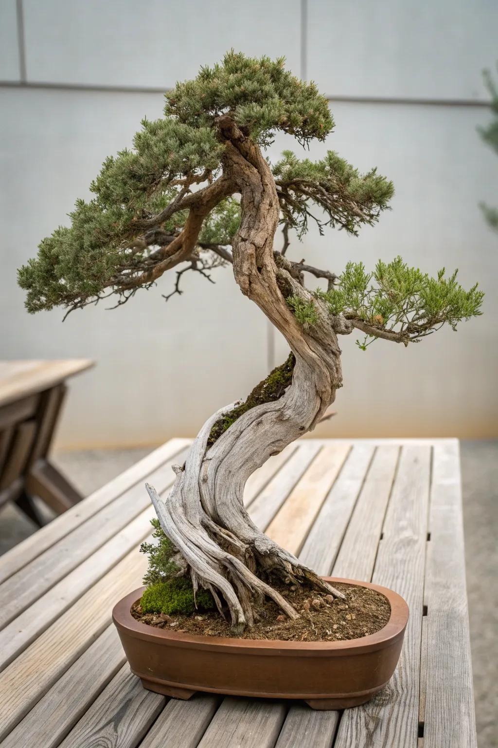 A driftwood style juniper bonsai blending seamlessly with natural wood.