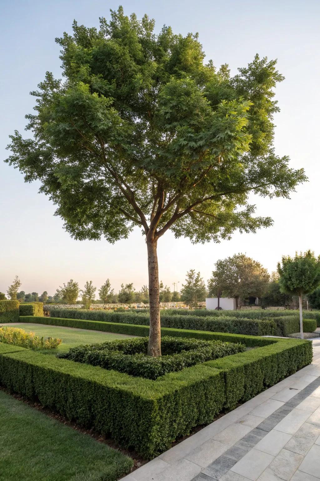 Hedges offer privacy and structure around trees.