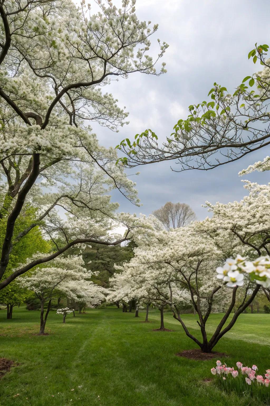 White flowering trees offer seasonal beauty and structure.