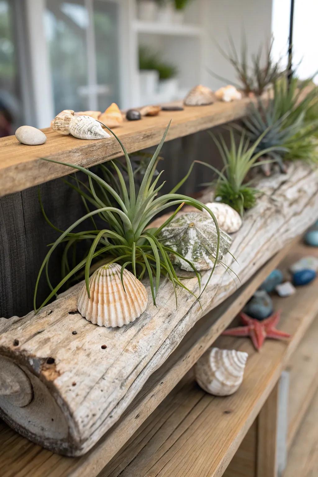 Air plants on driftwood create a coastal-inspired display.