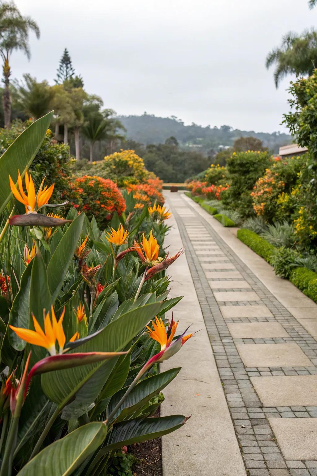 Create a stunning entrance with Bird of Paradise as a focal point.