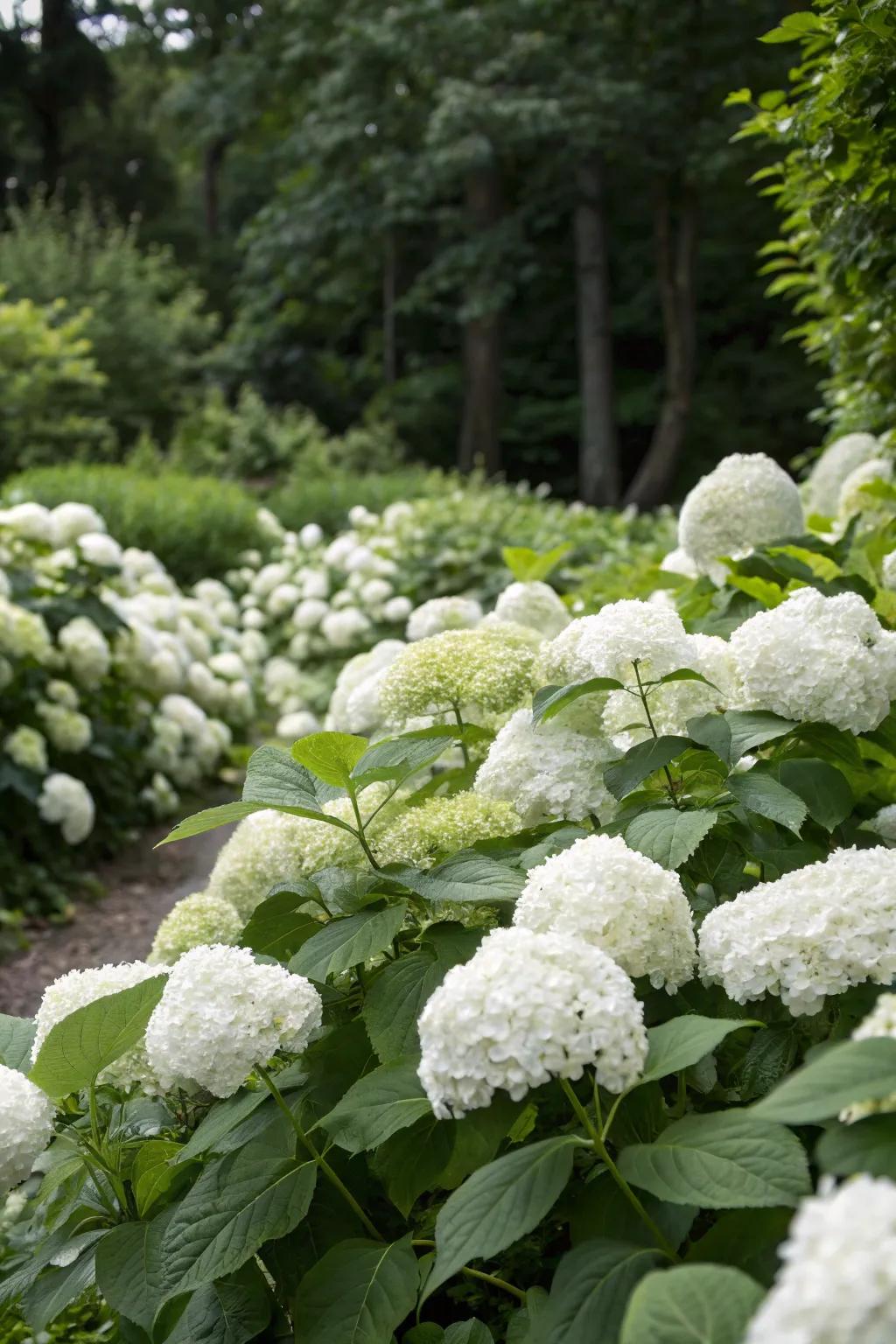 White hydrangeas bring lush volume to any garden setting.