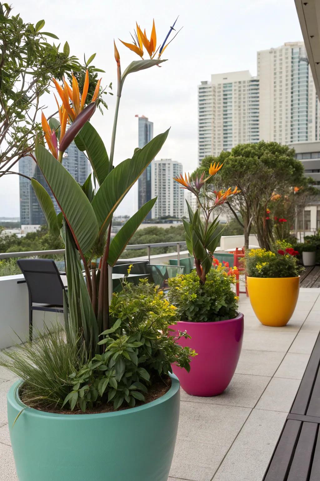 Containers bring the tropical charm of Bird of Paradise to any space.