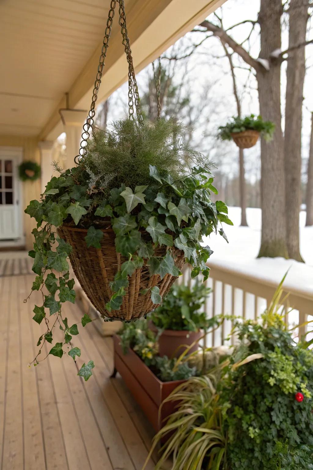 Ivy adds a touch of grace to hanging baskets.