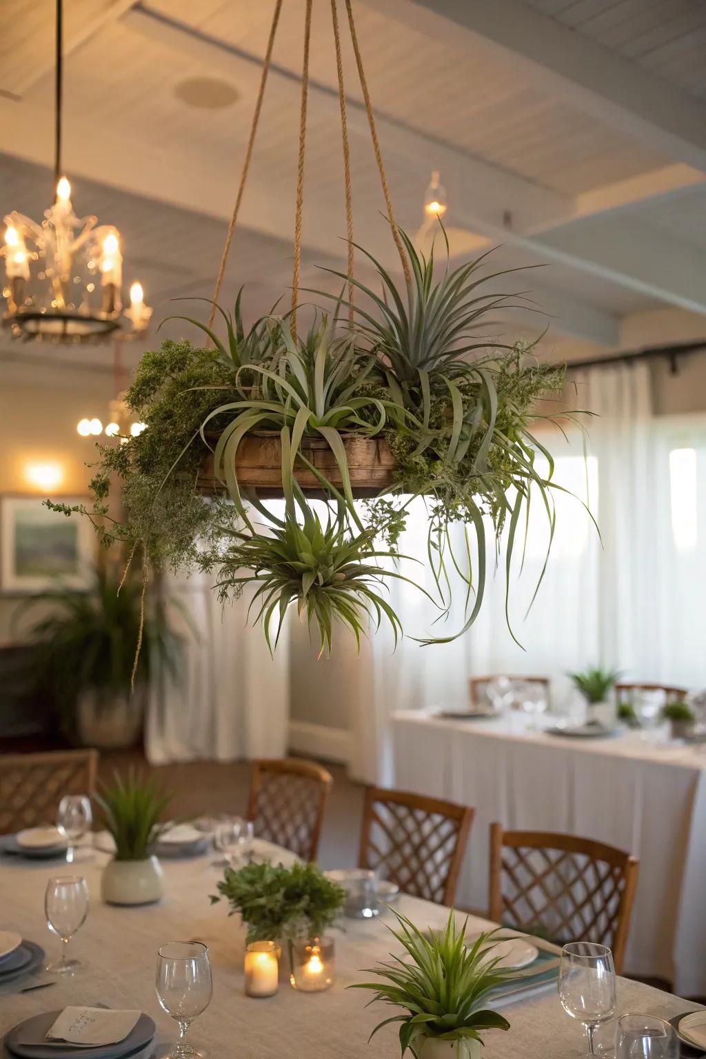 A captivating air plant chandelier over a dining table.