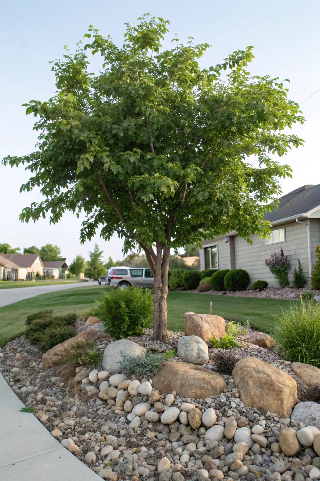 Rocks and pebbles create a unique and artistic tree base.