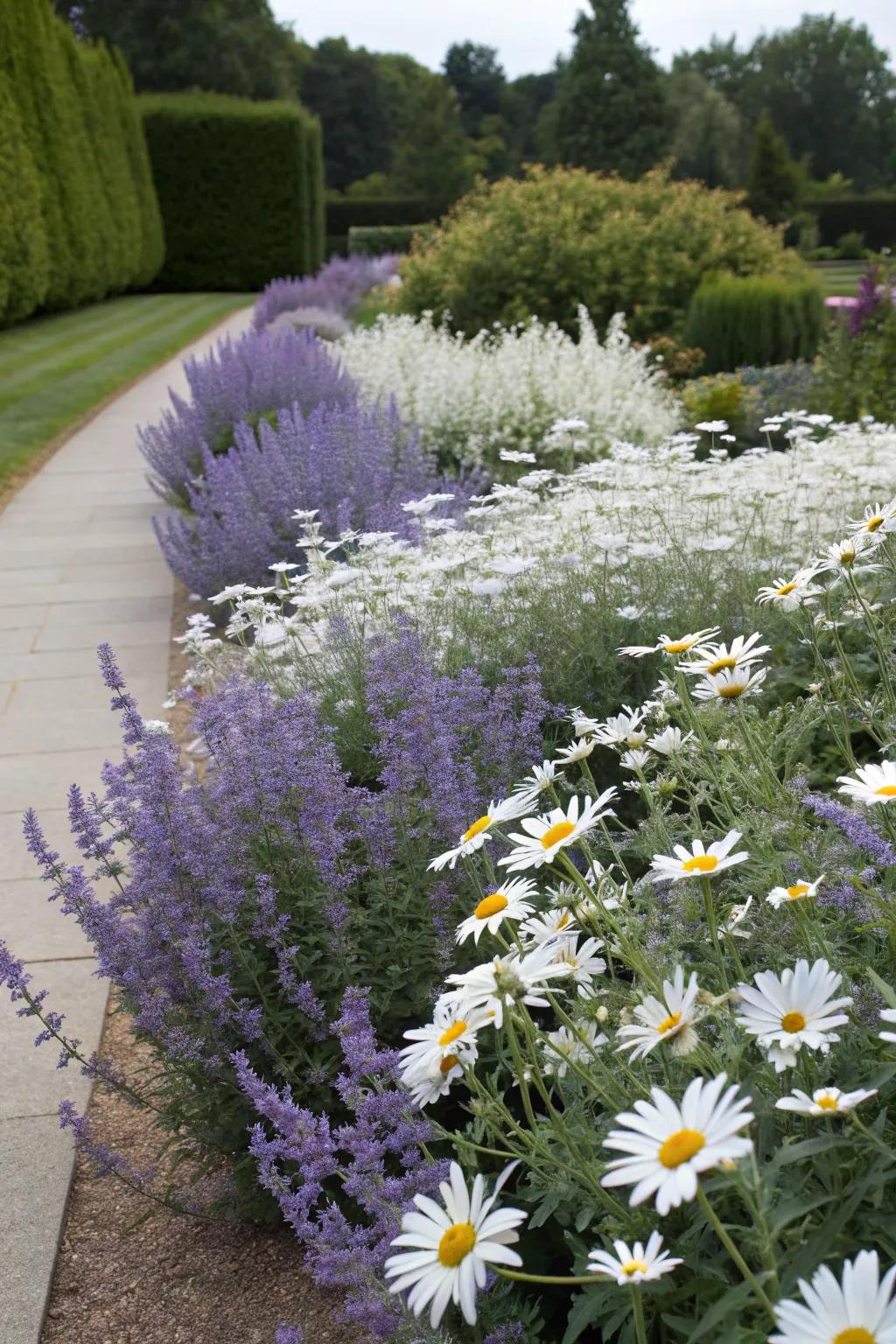 A timeless garden scene with Russian sage and classic Shasta daisies.