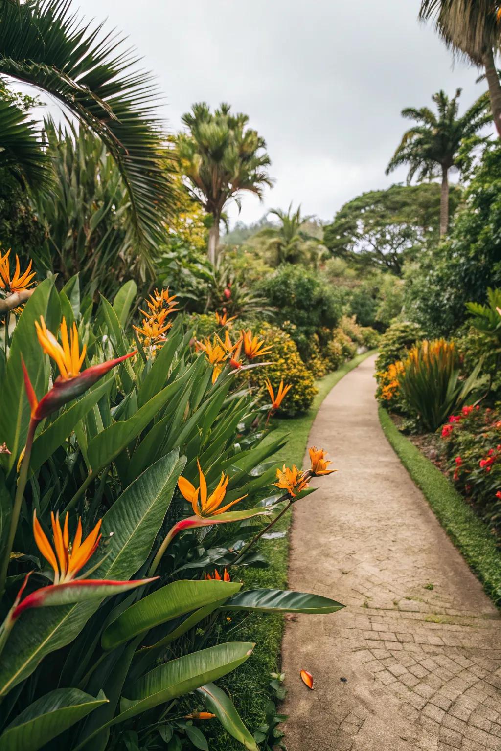 Enhance your garden paths with vibrant Bird of Paradise borders.