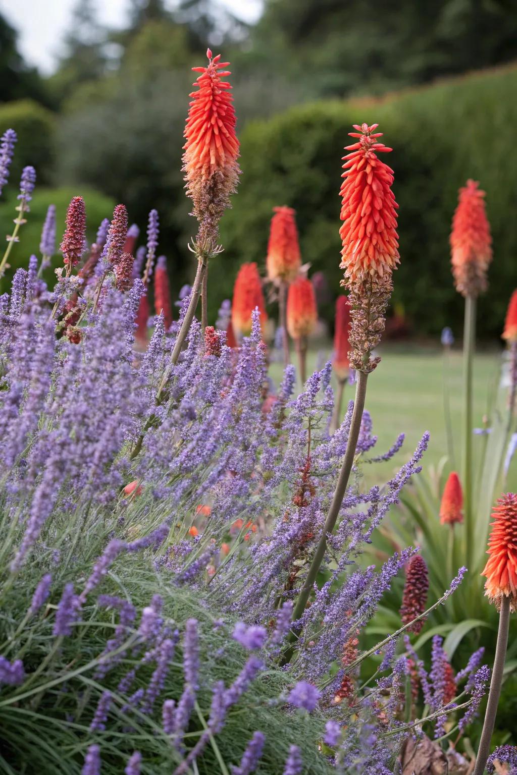 A dramatic garden duo of Russian sage with striking red hot pokers.