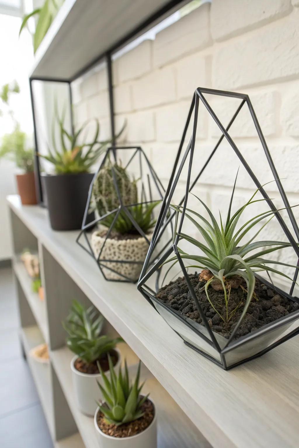 Modern geometric structures housing air plants.