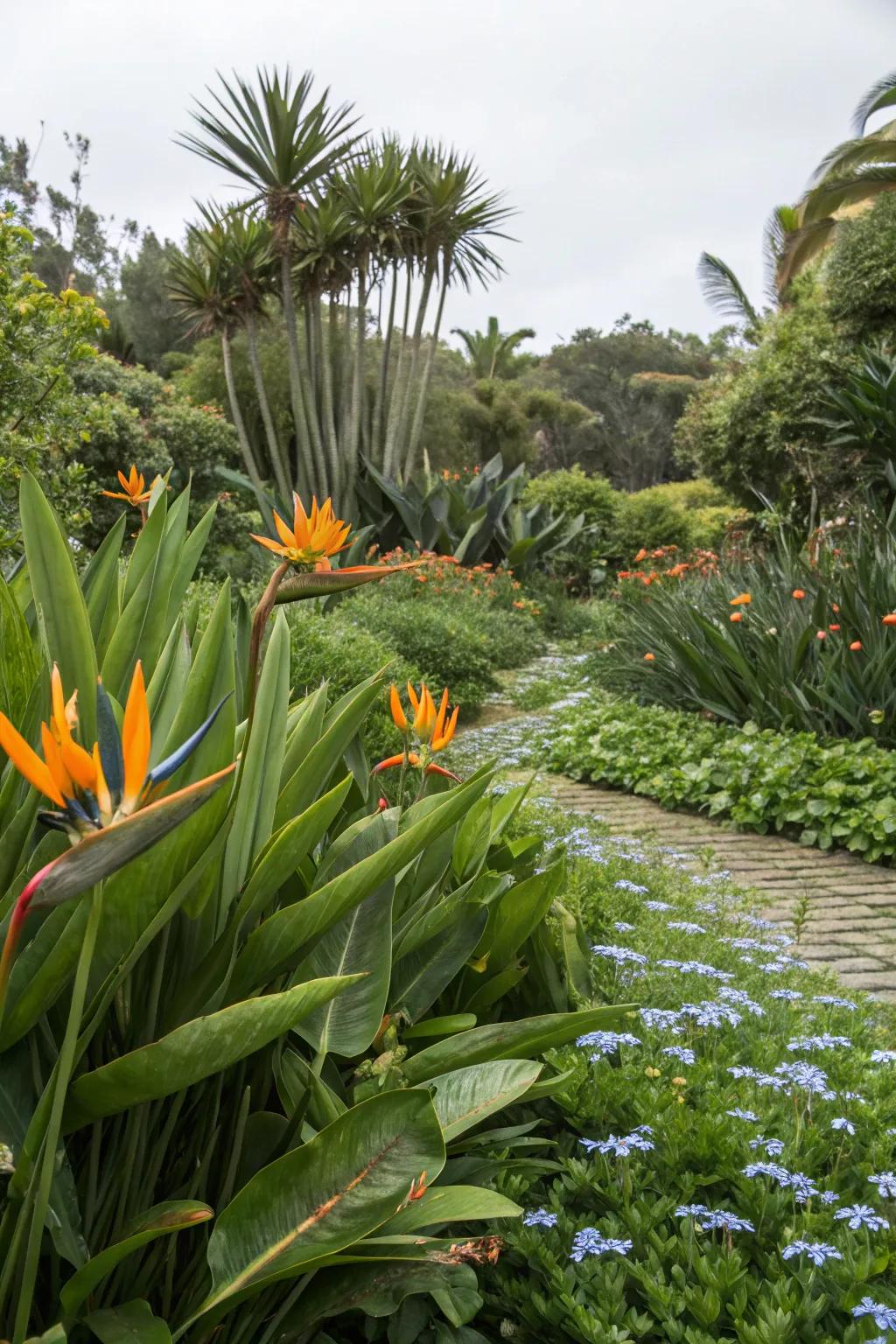 Create depth with a layered garden featuring Bird of Paradise.