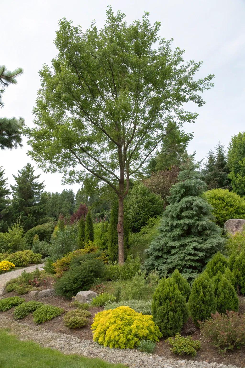 Evergreens and shrubs offer year-round beauty around trees.