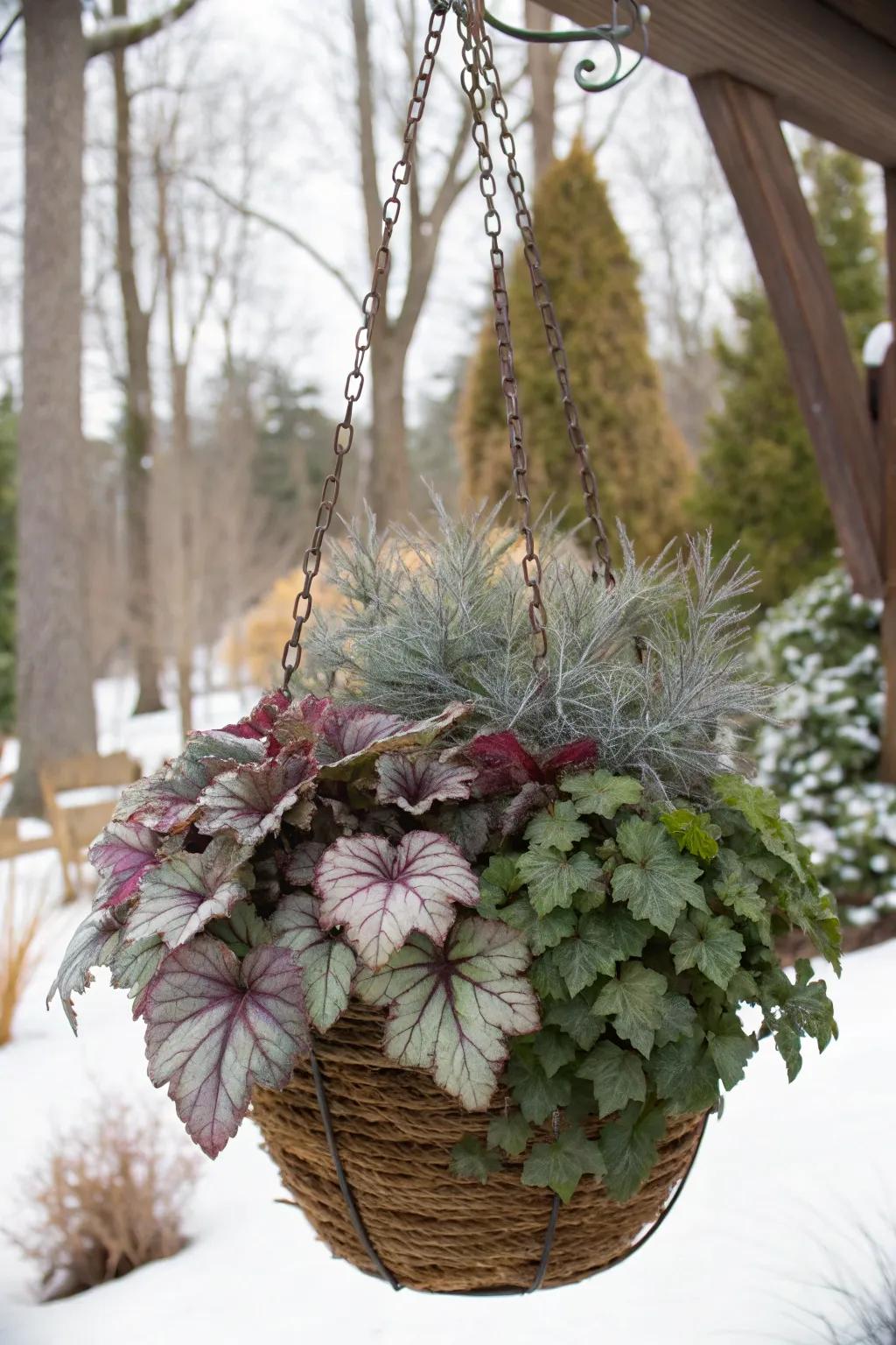 Heucheras offer rich, colorful foliage for winter displays.