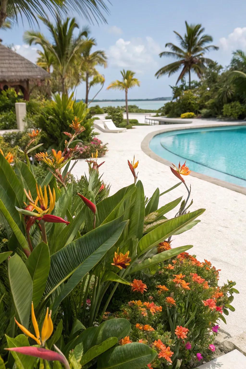 Turn your poolside into a tropical paradise with Bird of Paradise.