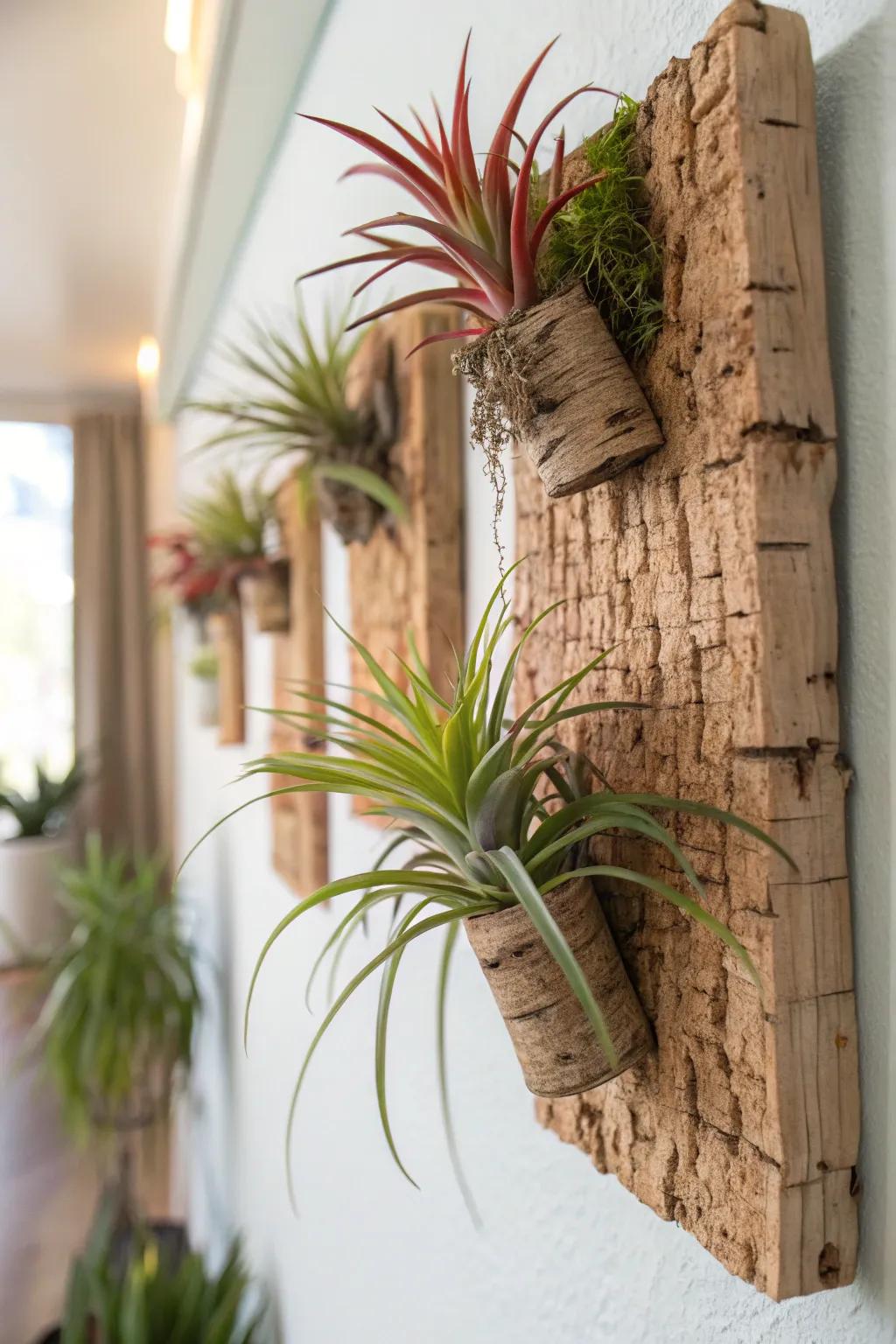 Rustic cork bark with air plants adds texture to the wall.