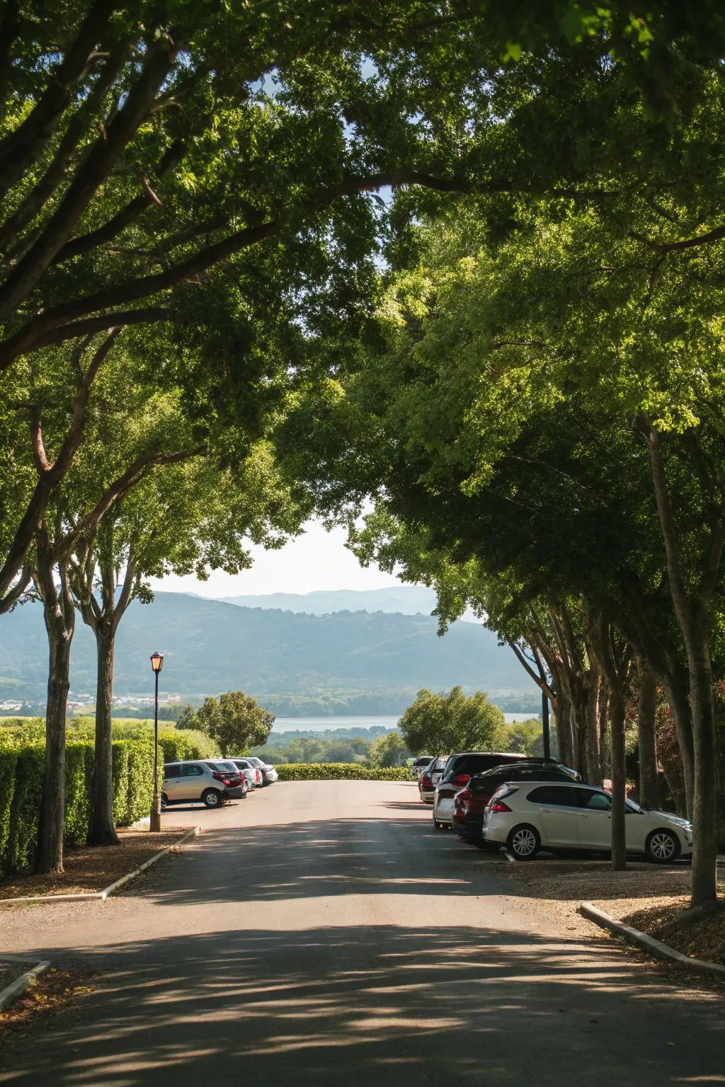 A serene, tree-lined flag lot driveway offering privacy and a scenic view.