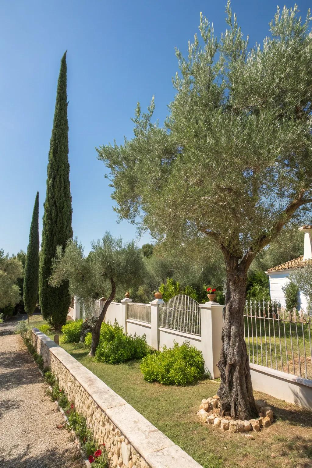 Olive and cypress trees add vertical interest and shade to this garden.