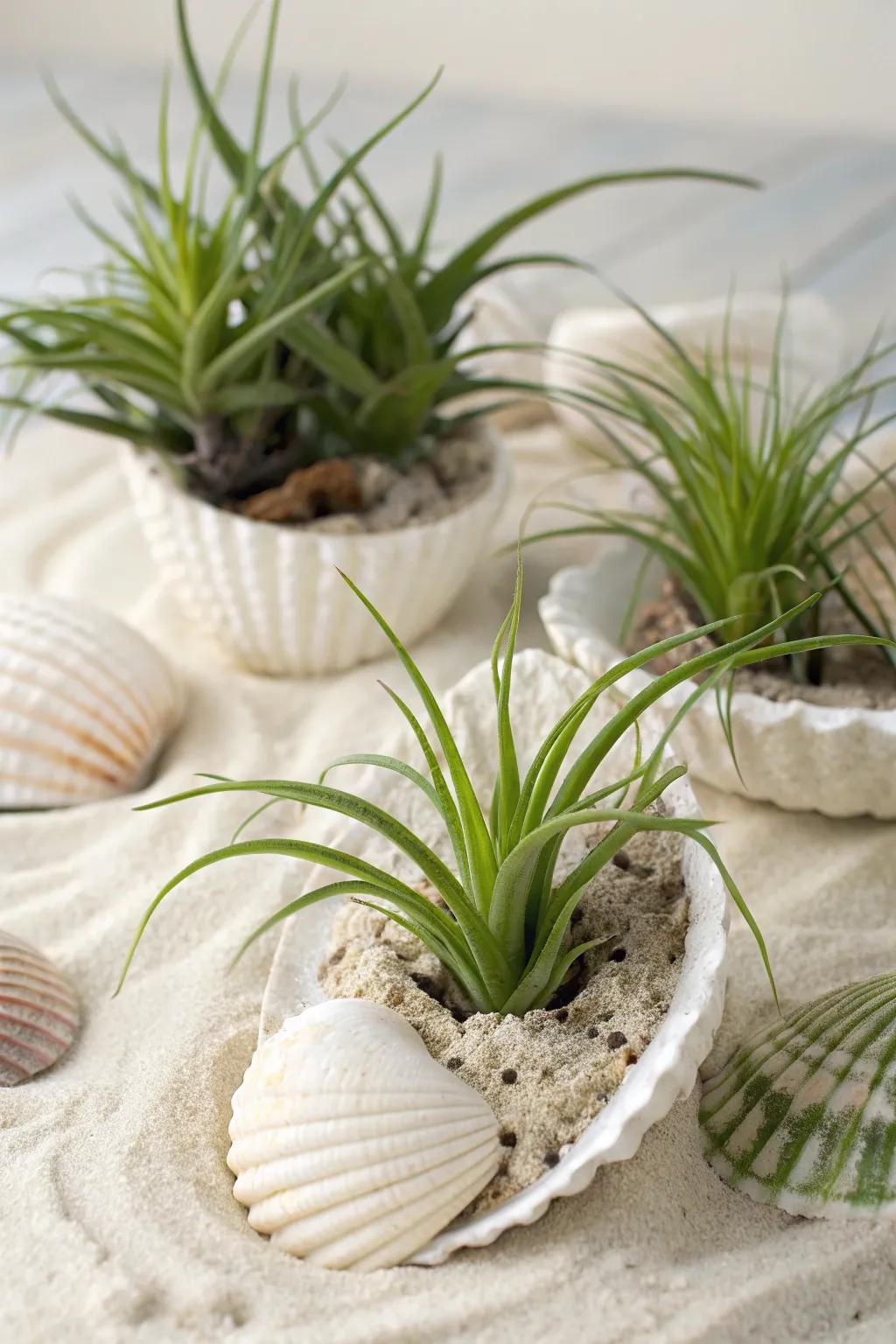 Seashells create a coastal vibe with air plants.